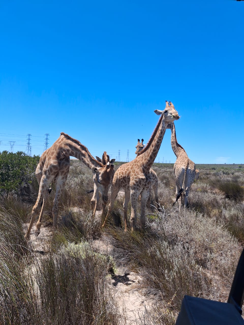 Cape Peninsula Chapman's Peak coastal road drive